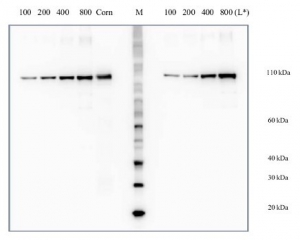 PEPC | Phosphoenolpyruvate carboxylase positive control/quantitation standard in the group Antibodies Plant/Algal / Protein Standards-Quantitation at Agrisera AB (Antibodies for research) (AS09 458S)